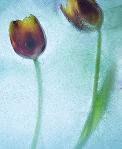 Flowers on Ice-8