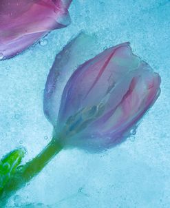 Flowers on Ice-2