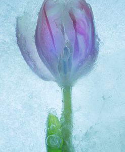 Flowers on Ice-3