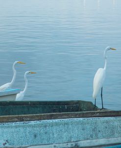 Garzas-2-2