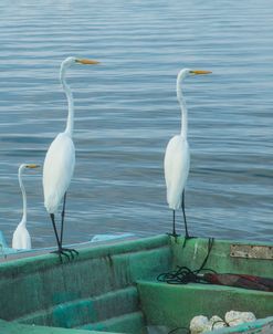 Garzas-3-2