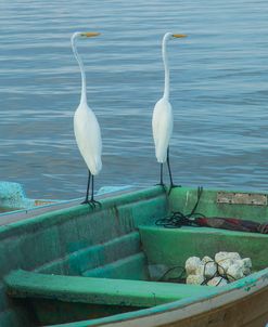 Garzas-4-2