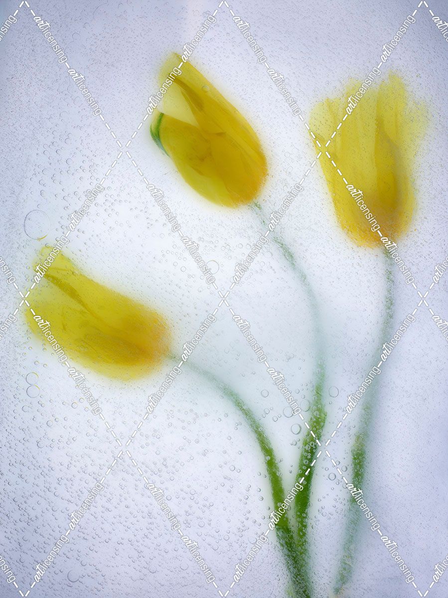 Tulipanes Amarillos 37 3