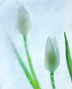 Tulipanes Blancos 32 BN