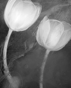 2 Tulipanes Blancos BN X