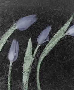 Tulipanes Azules