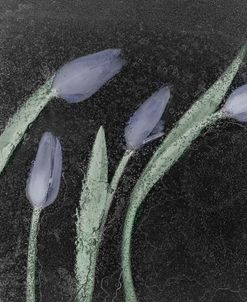Tulipanes Azules