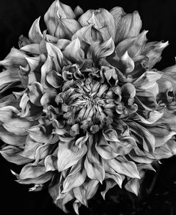 Dalia 2 Phaseone Stack Bw