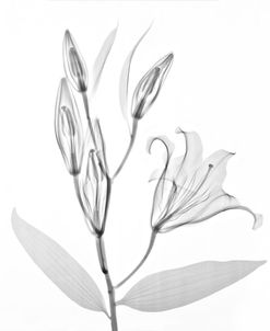 Flower Xray Study 1 White