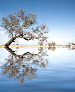 Arbol en Agua 2 Color