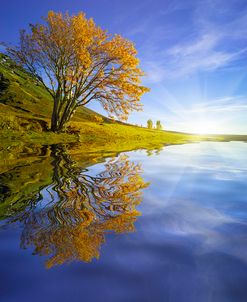 Yellow Tree Reflection