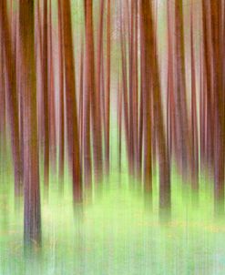 Blurred Trees 2