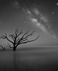 Milky Way In Botany Bay