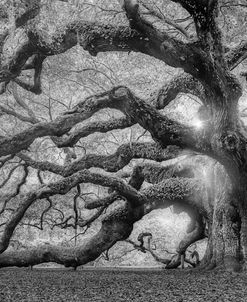 Tree Of Light BW FL