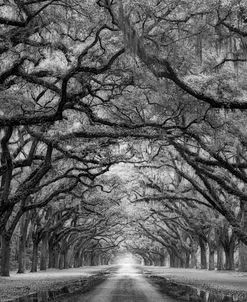 Oaks Avenue 2 BW