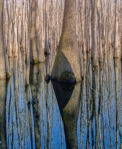 Cypress Reflection