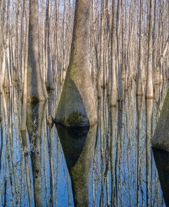 Cypress Reflection Panoramic