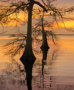 Two Trees on Water