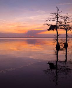 Three Trees on Sunset