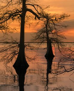 Three Trees on Water