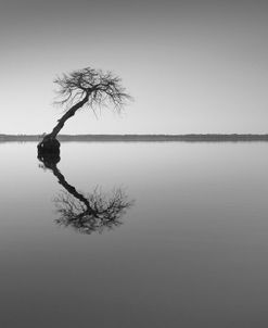 Tree at Lake 1