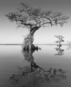 Trees at Lake 2