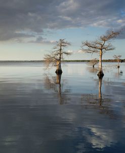 Trees at Lake 3