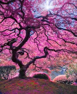 Pink Tree 2