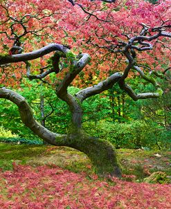 Pink Tree