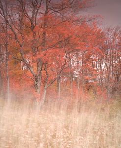 Trees On Wind 1