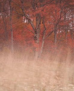 Trees On Wind 2