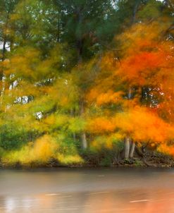 Trees,Water and wind