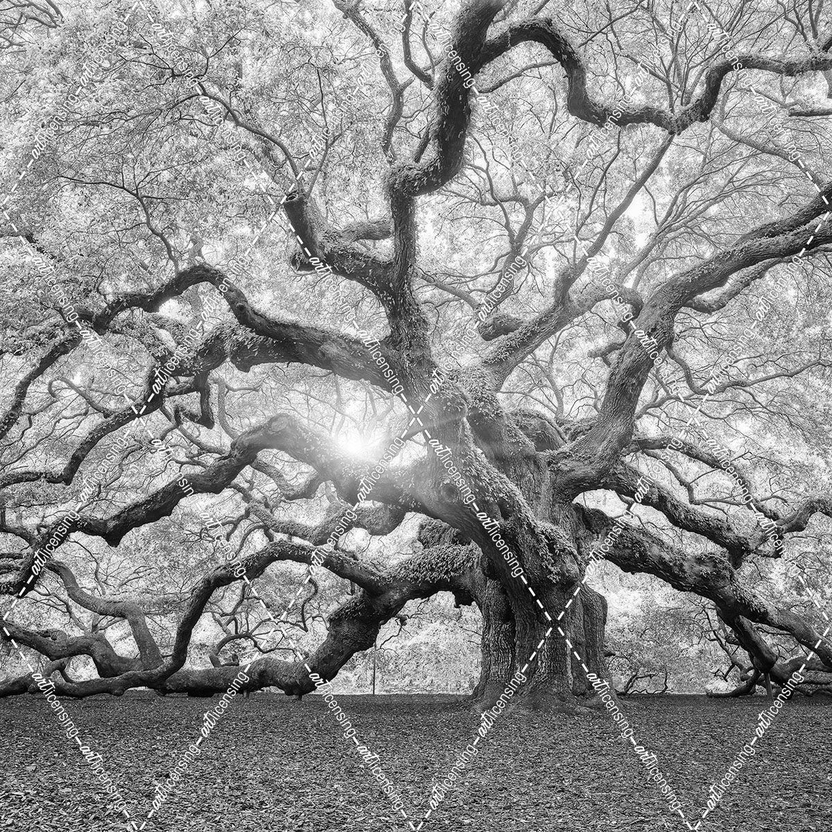 The Tree Square-BW 2