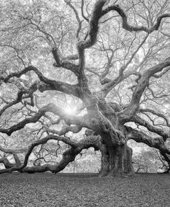 The Tree Square-BW 2