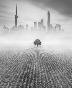 Alone in Shanghai