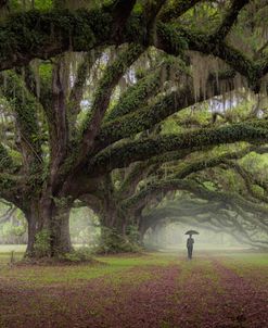 Walking on the trees avenue