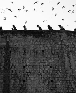 Dubrovnik_birds-2