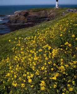 Faro Y Flores-4