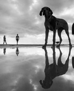 Dogs At The Beach-1