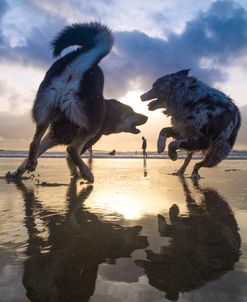 Dogs At The Beach-3