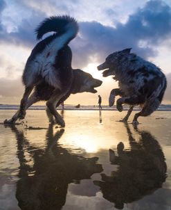 Dogs At The Beach-3