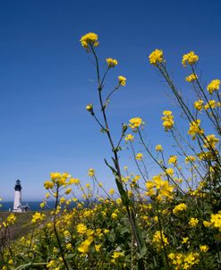 Faro Y Flores-6