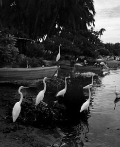 White_Herons-200