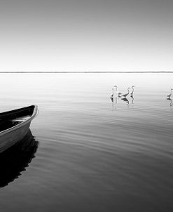 Boat And Herons