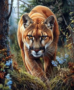 Mountain Lion In The Forest 2