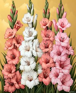 Pink And White Gladioli