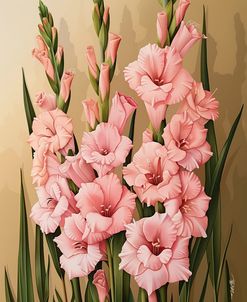 Pink Gladioli