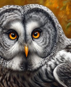 Barbagianni Portrait