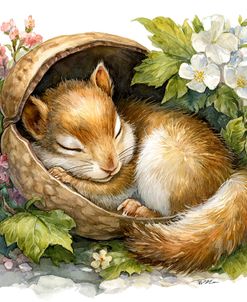 Squirrel Sleeping In A Walnut Shell