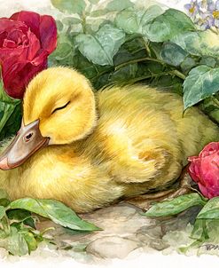 Duckling Among The Roses